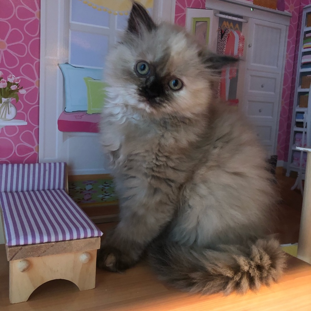 Meet your Posher, Simona
